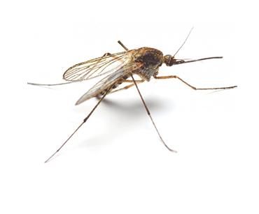 diseases