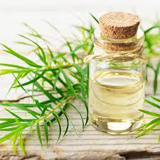tea tree oil best supplier