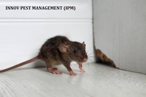 Rodent pest control Treatment