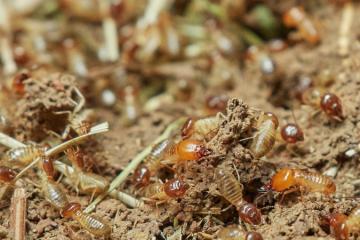 Termite Treatment by Innov Pes