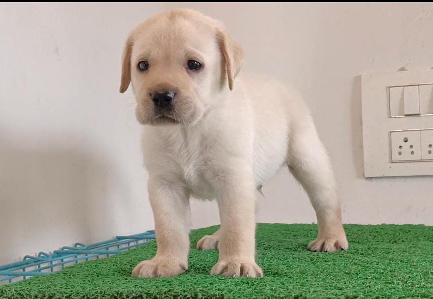 oscarpetmagic