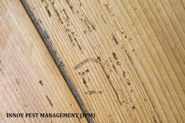 infested wooden items