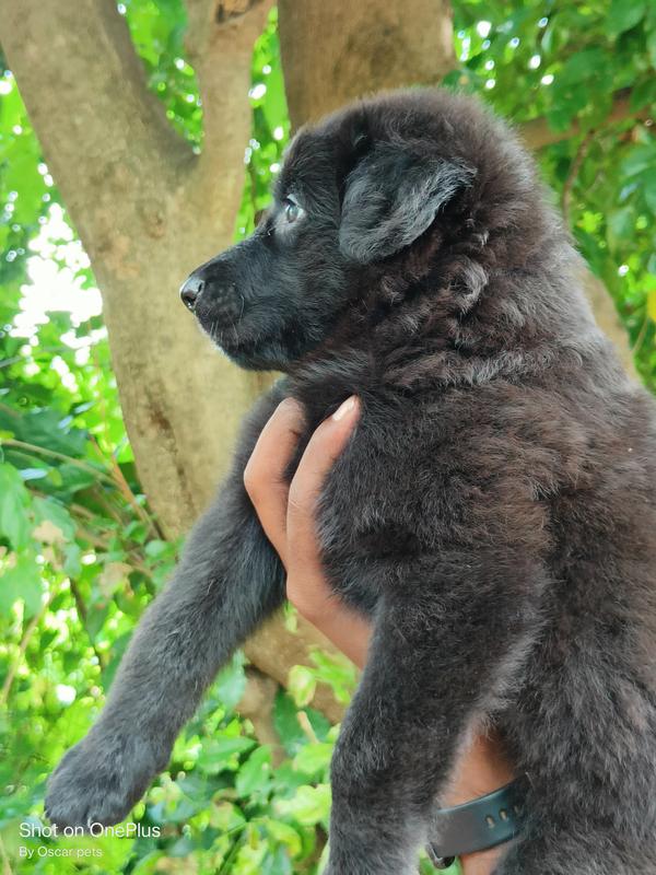 german shepherd puppy