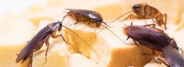 Innov Pest Management (IPM) Co