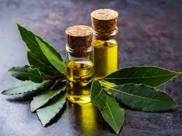 india bay leaf oil wholesales