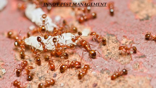Pest control in Ghatkopar Inno