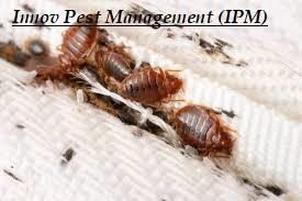 Pest control in Ghatkopar Inno