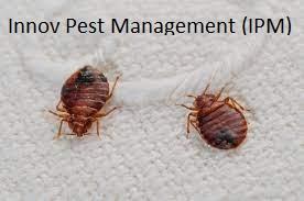Bedbug Pest control in Ghatkop