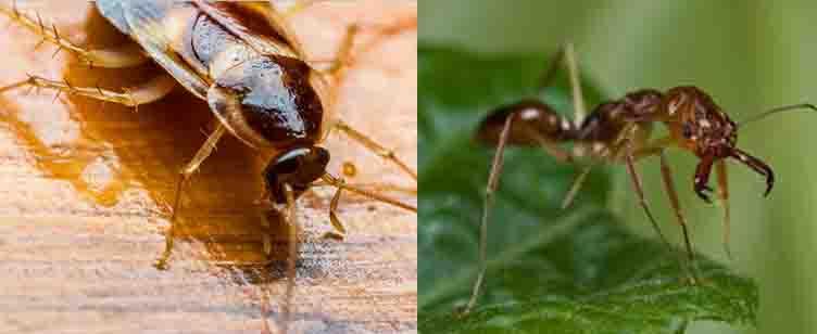 Innov Pest Management (IPM) Co