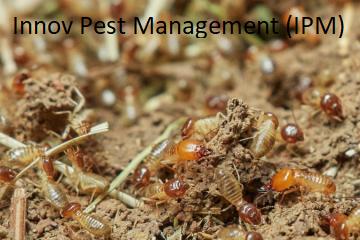 Anti-Termite Pest control in G