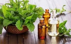 patchouli oil manufactures