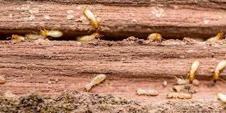 Anti - Termite Treatment by In