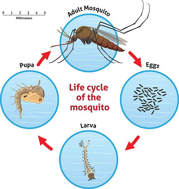 MOSQUITO MANAGEMENT SERVICE (M