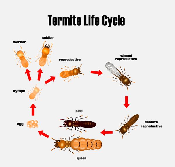 Anti - Termite Treatment by In