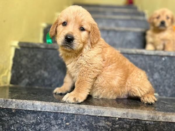malad pet shop