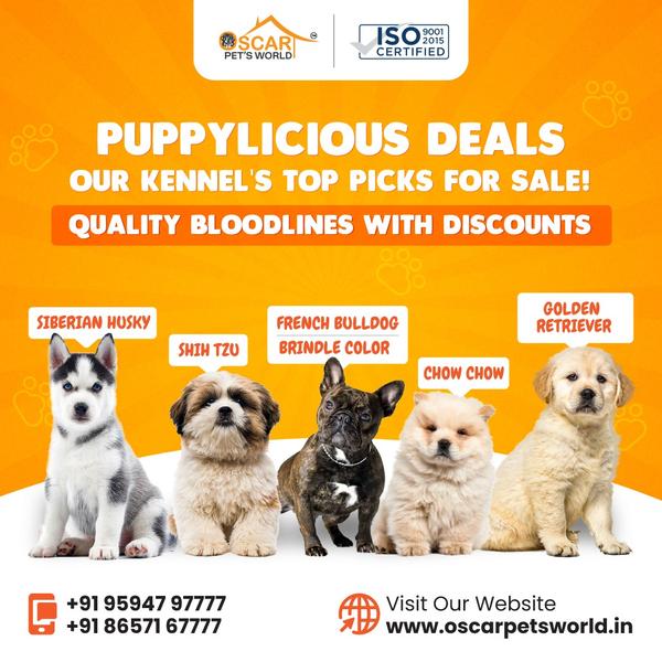 petsshopnearme
