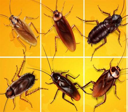 Pest control in Ghatkopar Inno