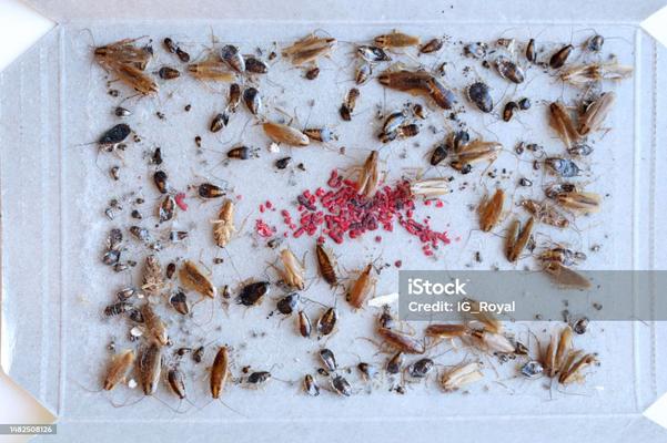 cockroaches pest control