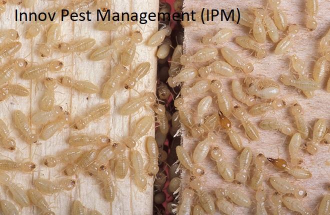 Anti - Termite Treatment by In