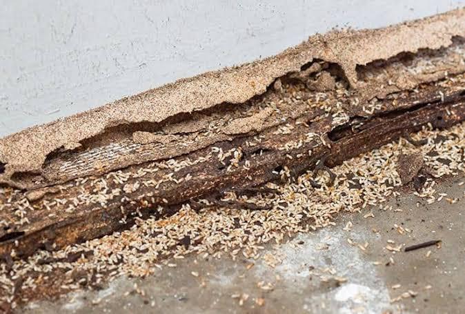 termite control services hyder