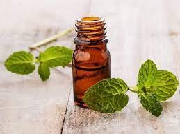 spearmint oil wholesales