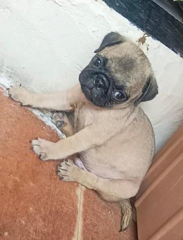 nagpur pug puppies