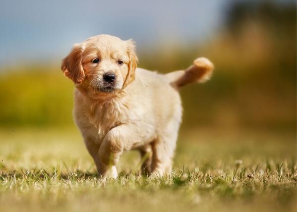 dogtrainingcenterinthane