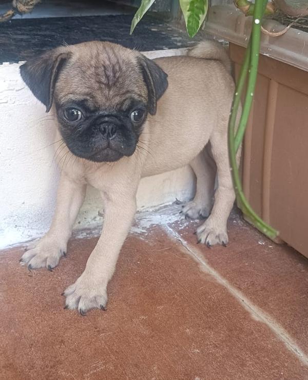 best pet shop nagpur