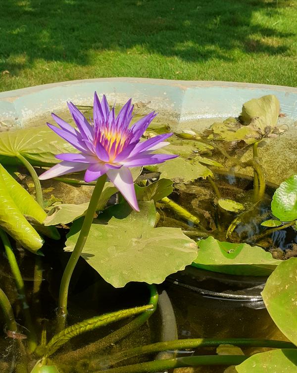 without you I'm nothing, with 