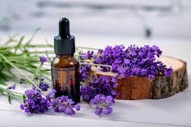 lavender plant