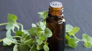 oregano oil best supplier