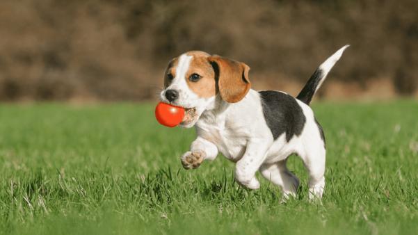 siberian husky puppies with va