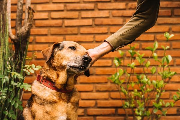 beloved dog