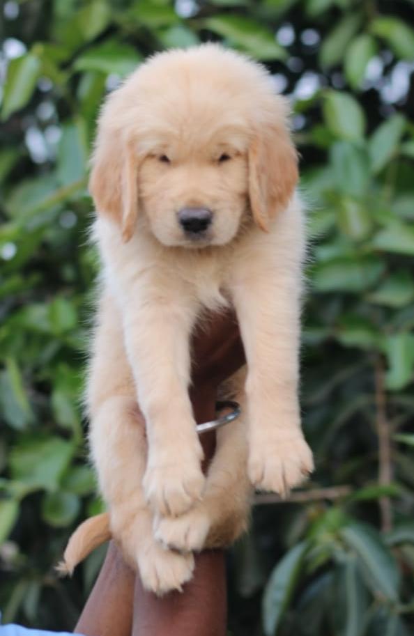 wardha pet shop
