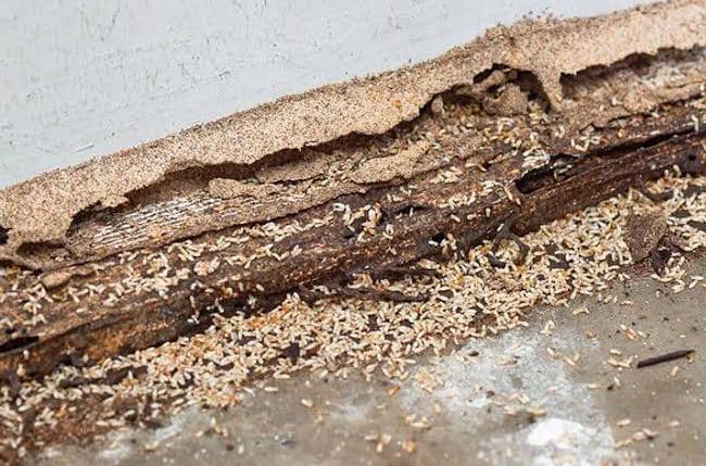 anti termite treatment near by