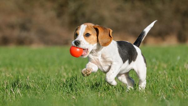 pet puppy purchase