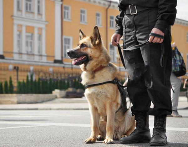 trusted canine security partne
