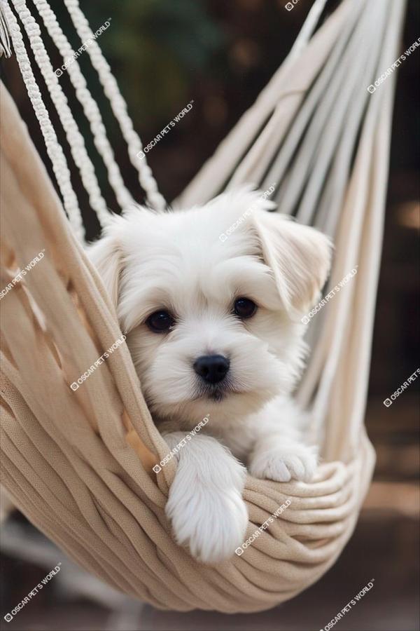 cutedogs