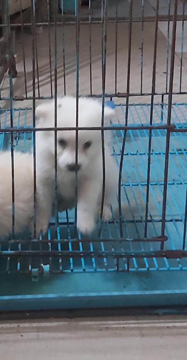 toy pom puppies