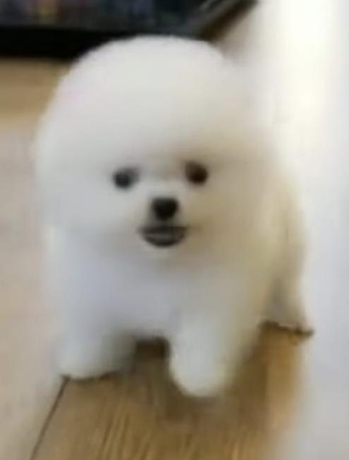 toy pom puppies
