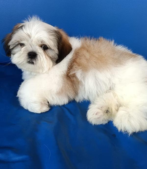 puppies