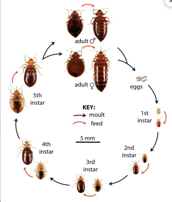 kanjurmarg pest control swervi