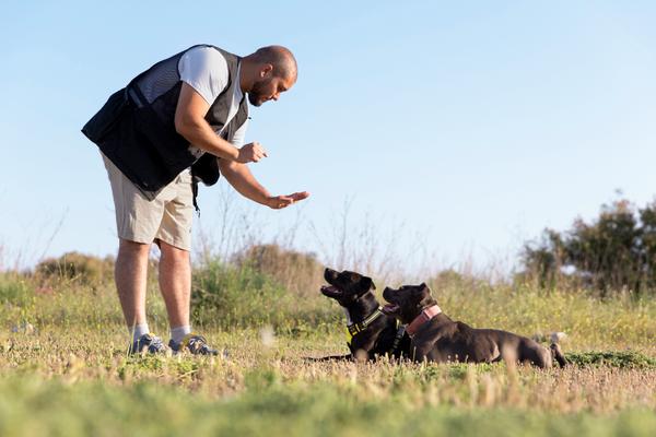 dogtrainingcenteringhodbunderr