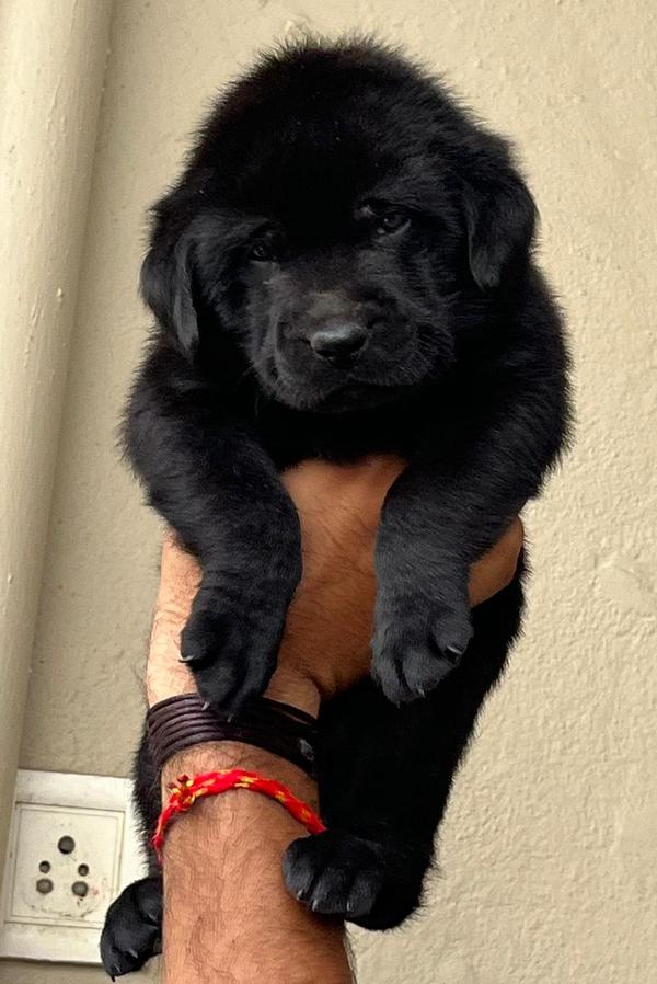best pet shop nagpur