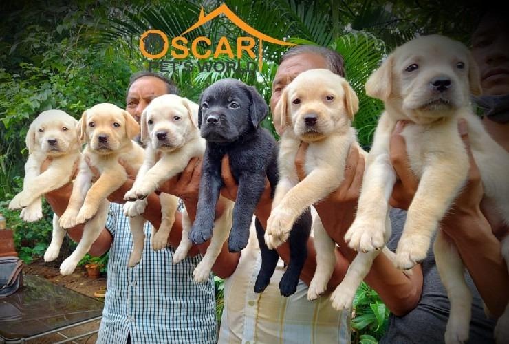 puppiesforsaleinambernath