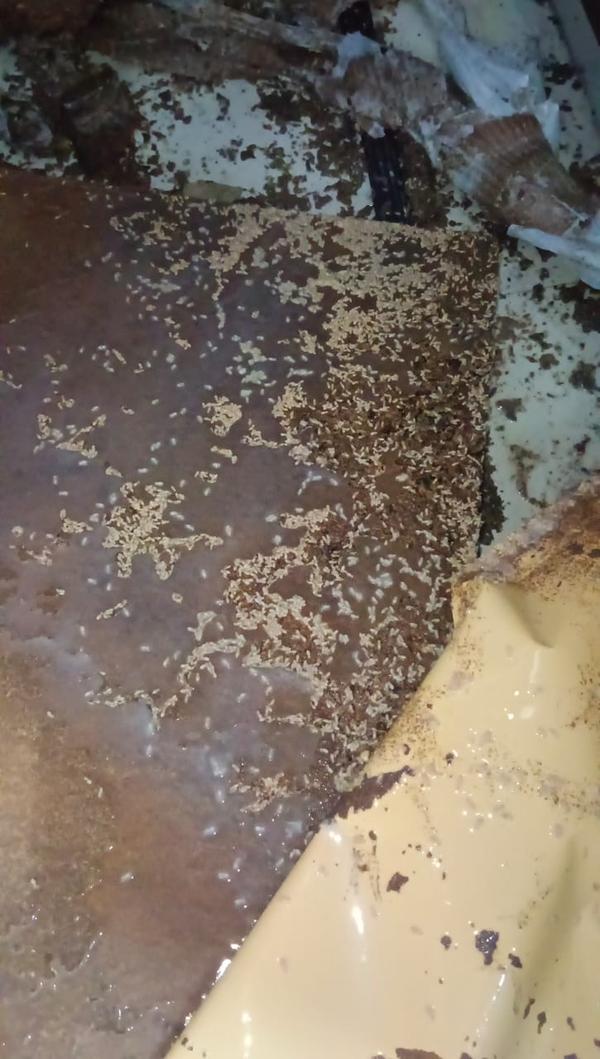villa antitermite treatment