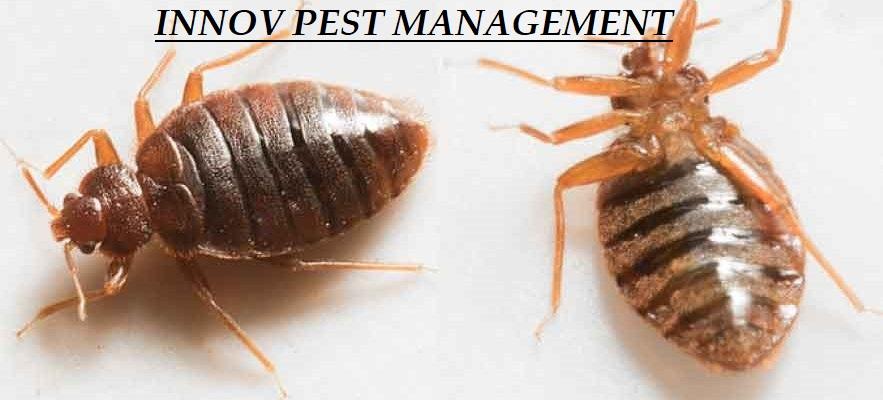 kanjurmarg pest control swervi