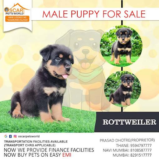 active breed