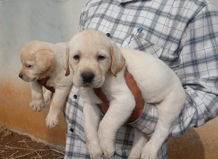 best pet shop nagpur