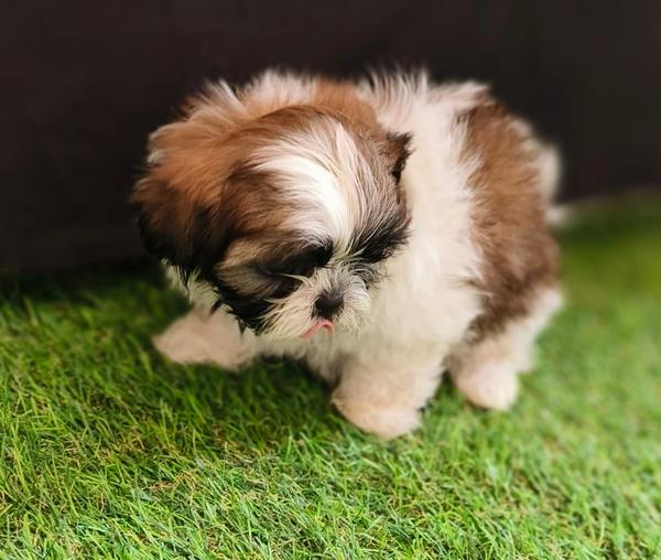 isasani road shitzu puppies